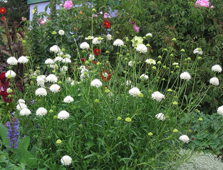 File:1002px-Scabiosa atropurpurea Snowmaiden.jpg