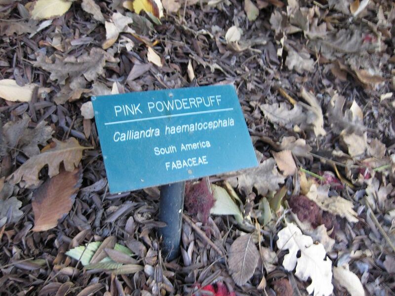 File:1024px-IMG 2684 ucla09.jpg