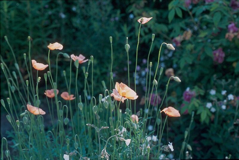 File:1024px-Papaver dubium L.jpg