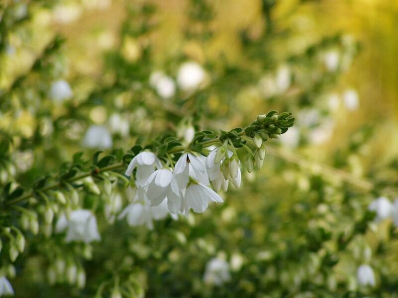File:1024px-Tetratheca thymifolia 02.jpg