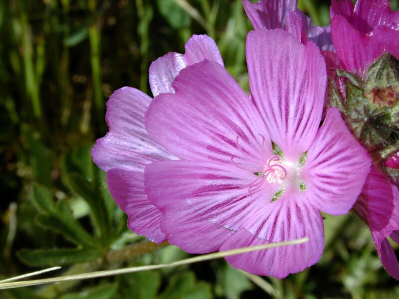 File:1280px-Checkerbloom, Bay Area.jpg