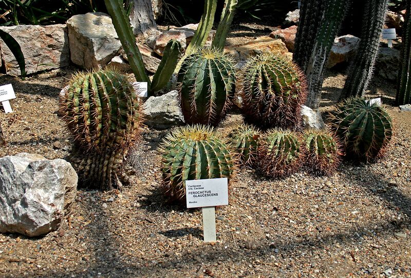 File:1280px-Ferocactus glaucescens 2prg.jpg
