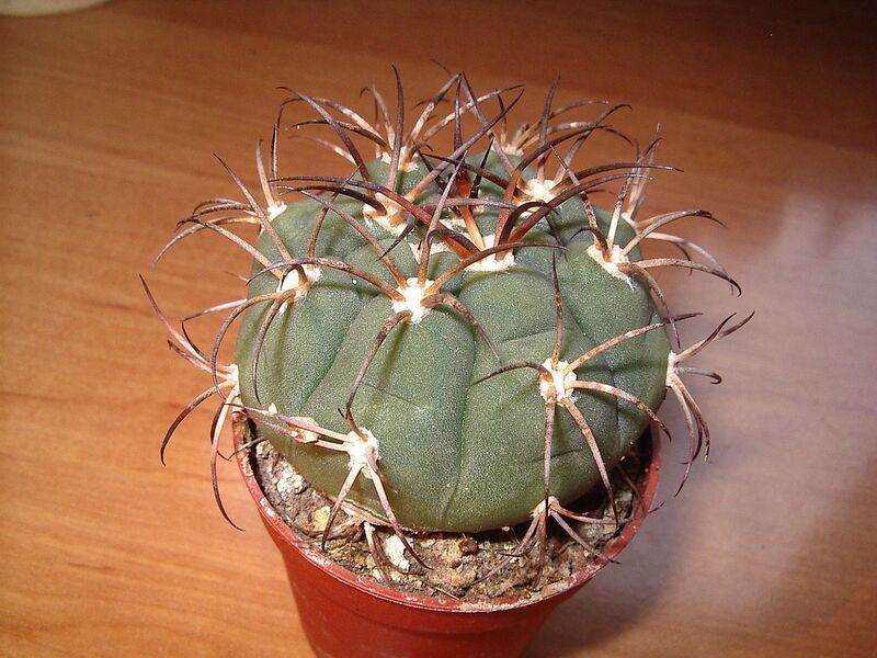 File:1280px-Gymnocalycium Saglionis.JPG