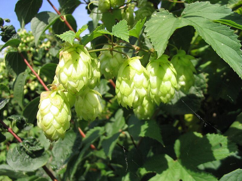 File:1280px-Hopfen1.jpg