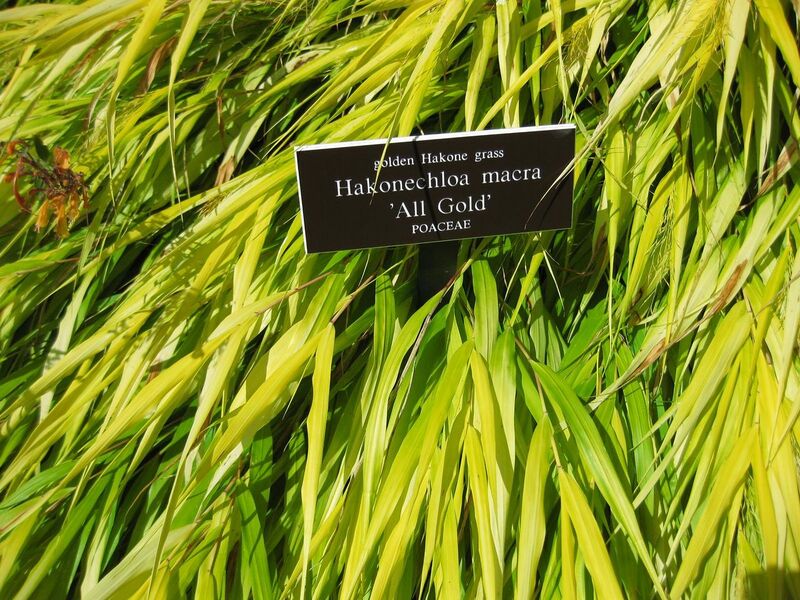 File:1280px-IMG 0128 nybg09.jpg