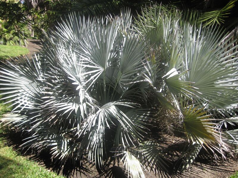 File:1280px-IMG 2075 hunt0903.jpg