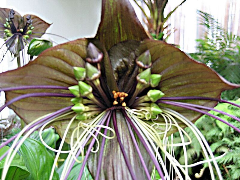 File:1280px-Tacca chantrieri3.JPG
