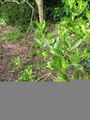 Thumbnail for version as of 10:34, 29 April 2025