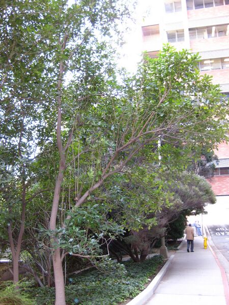 File:26hgzpc7ckdsuj2mhbh4xj6keee4fnq.jpg