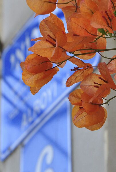 File:518px-RedOrangeBougainvillea.jpg