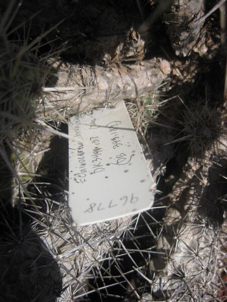 File:576px-IMG 2419 hunt0903.jpg