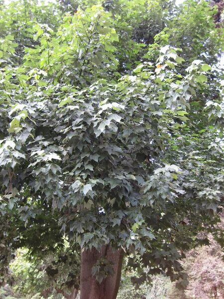 File:576px-IMG 4468 hunt0904.jpg