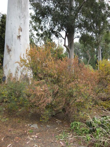 File:576px-IMG 4890 hunt0904.jpg