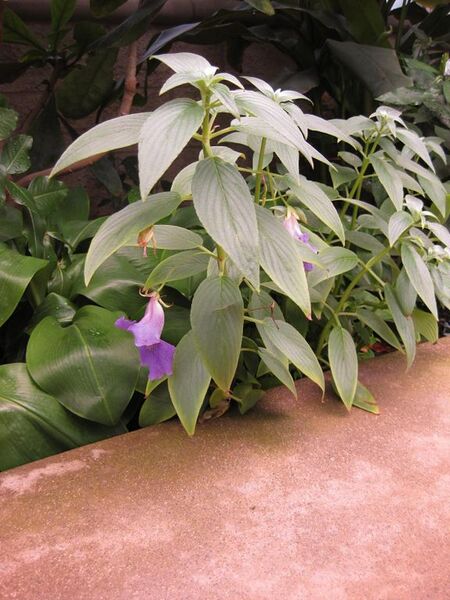 File:576px-IMG 7565 hunt09jun.jpg