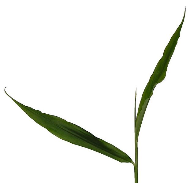 File:796px-Zingiber officinale young sprout.jpg