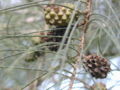 Fruit of C. equisetifolia