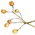 Close-up of the Chinaberry fruit