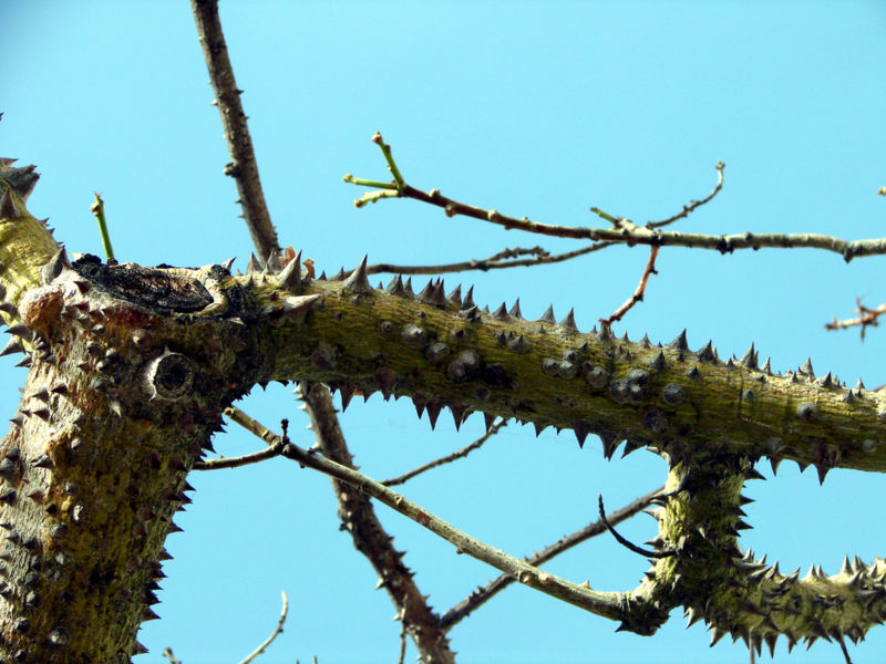 File:Chorisia speciosa-trunk.jpg
