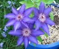 Clematis (some)