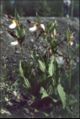 Thumbnail for version as of 00:21, 13 March 2009
