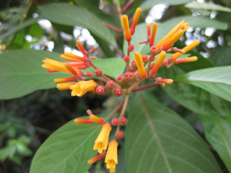 File:IMG 0958 bbg09.jpg
