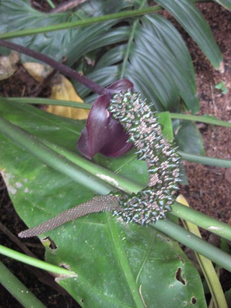 File:IMG 1097 bbg09.jpg