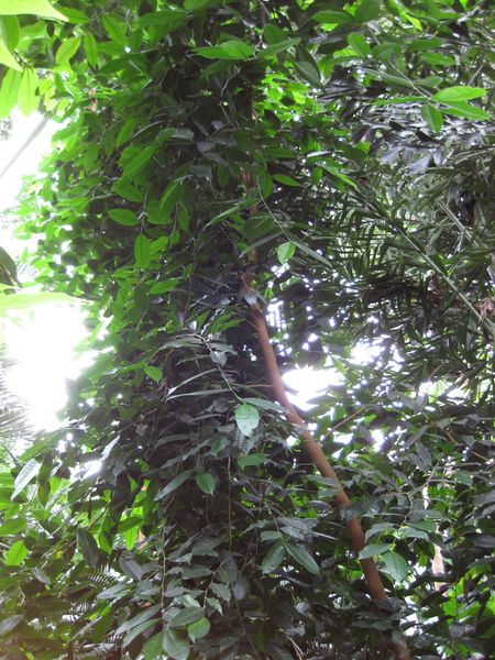 File:IMG 1101 bbg09.jpg