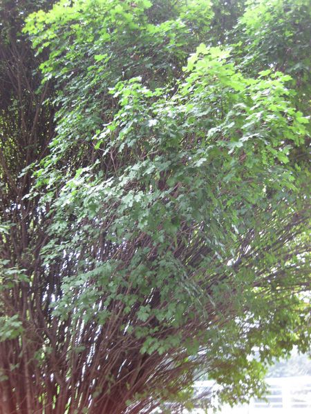 File:IMG 1324 bbg09.jpg