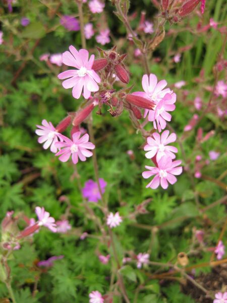 File:IMG 6881 hunt09jun.jpg