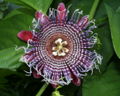 Thumbnail for version as of 17:51, 14 March 2009