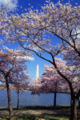 Washington, D.C. Tidal Basin showing cherry trees in flower
