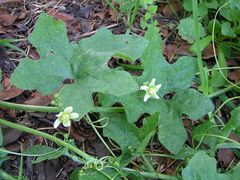 Bryonia alba (white briony)