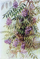 Thumbnail for version as of 01:28, 24 January 2008