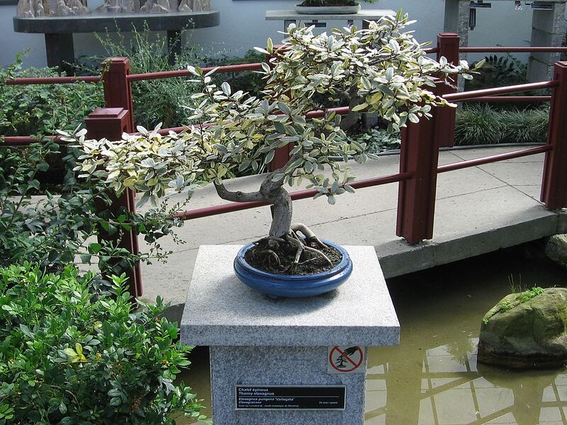 File:1024px-Elaeagnus pungens - JBM.jpg