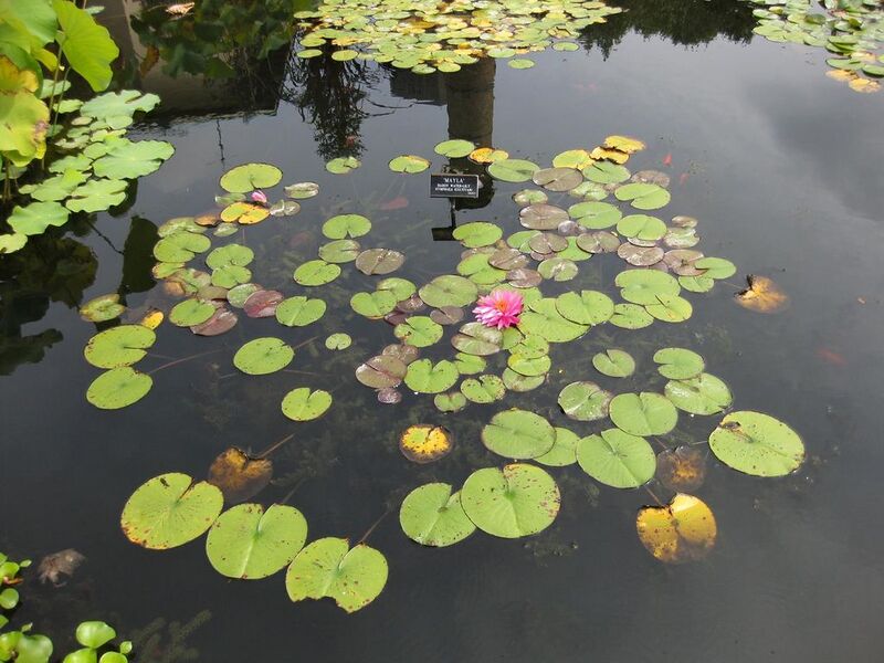 File:1024px-IMG 0770 bbg09.jpg