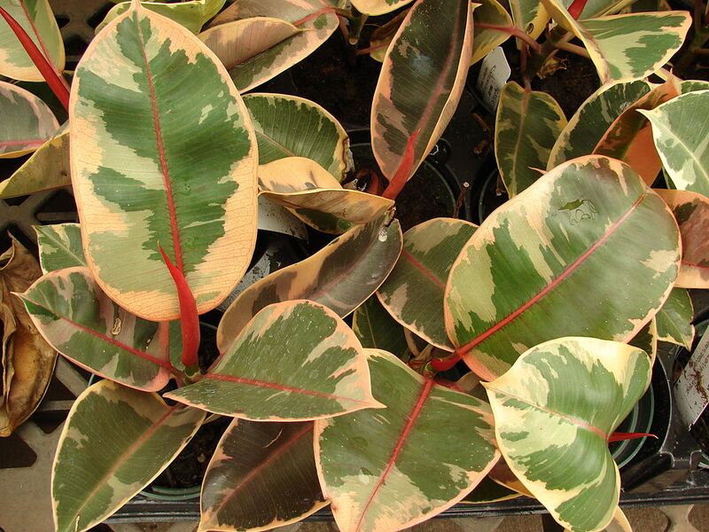 File:1024px-Starr 080117-1722 Ficus elastica.jpg
