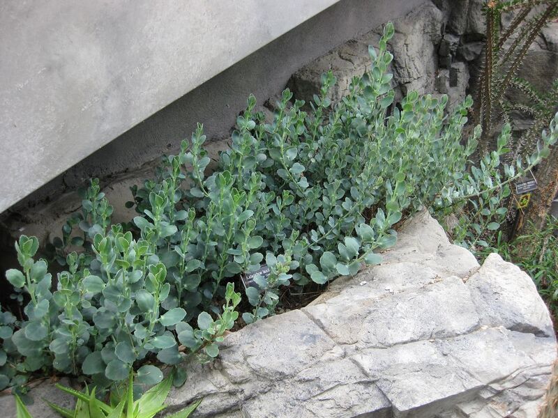 File:1280px-IMG 1257 bbg09.jpg