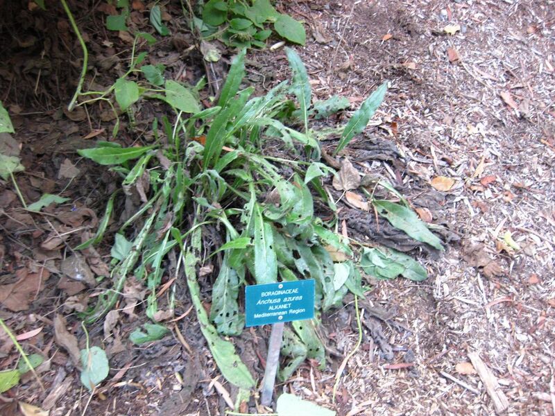 File:1280px-IMG 2499 ucla09.jpg