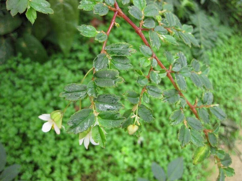 File:1280px-IMG 7629 hunt09jun.jpg