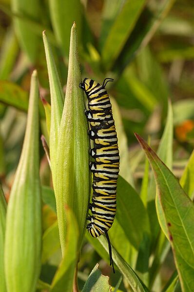 File:510px-Monarch Butterfly Danaus plexippus Vertical Caterpillar 2000px.jpg