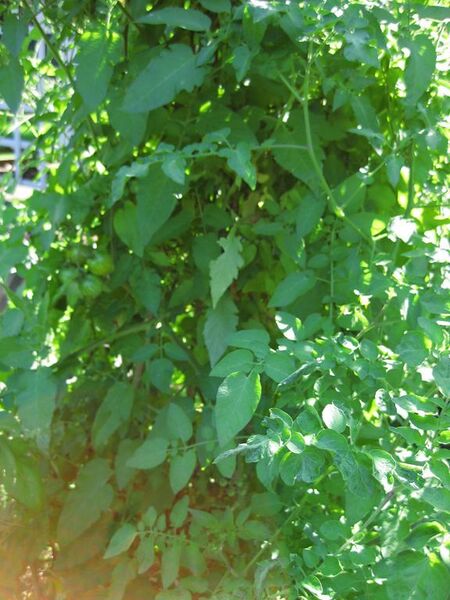 File:576px-IMG 0392 nybg09.jpg