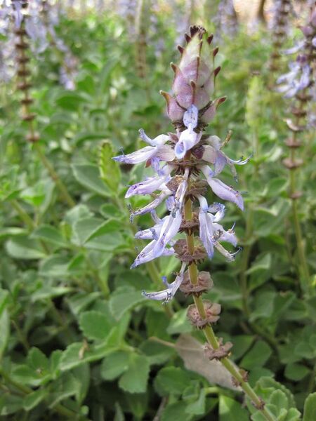 File:576px-IMG 5146 hunt0904.jpg