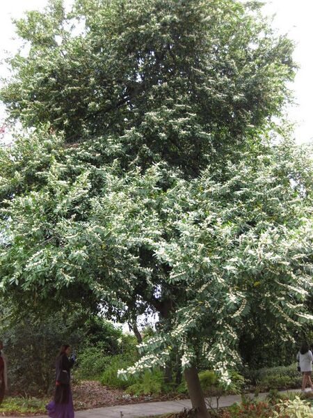 File:576px-IMG 5216 hunt0904.jpg