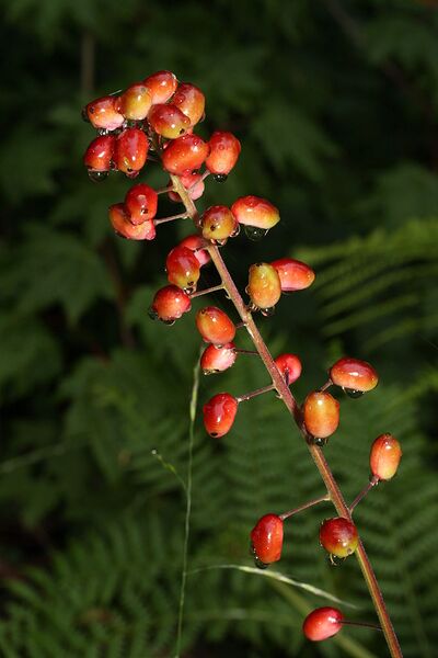 File:682px-Actaea rubra 9441.JPG