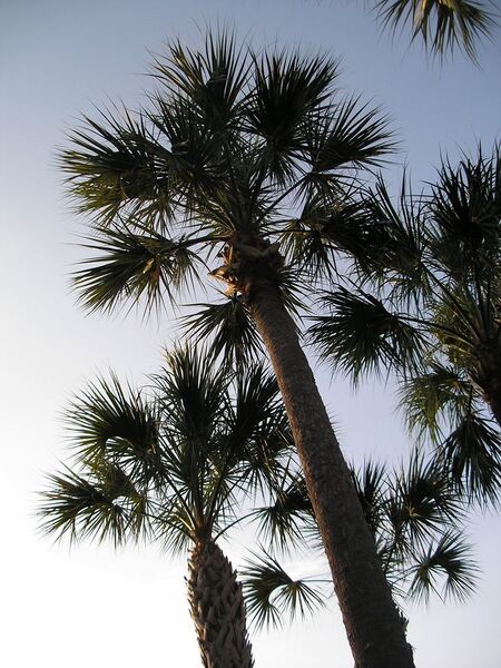 File:768px-SabalPalm.jpg