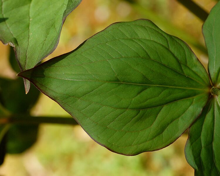 File:960px-White Trillium Trillium grandiflorum Leaf Closeup 2500px.JPG