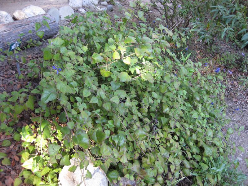 File:Adeiqnaay95dalj6xqk18k0axukchw9.jpg