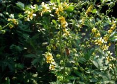 Agrimonia eupatoria