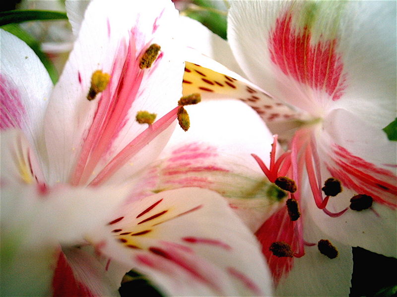 File:Alstroemeria ligtu-3131.jpg