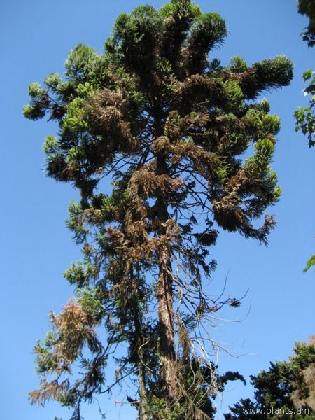 File:Araucaria angustifolia-parana pine-IMG 0599 hunt07.jpg